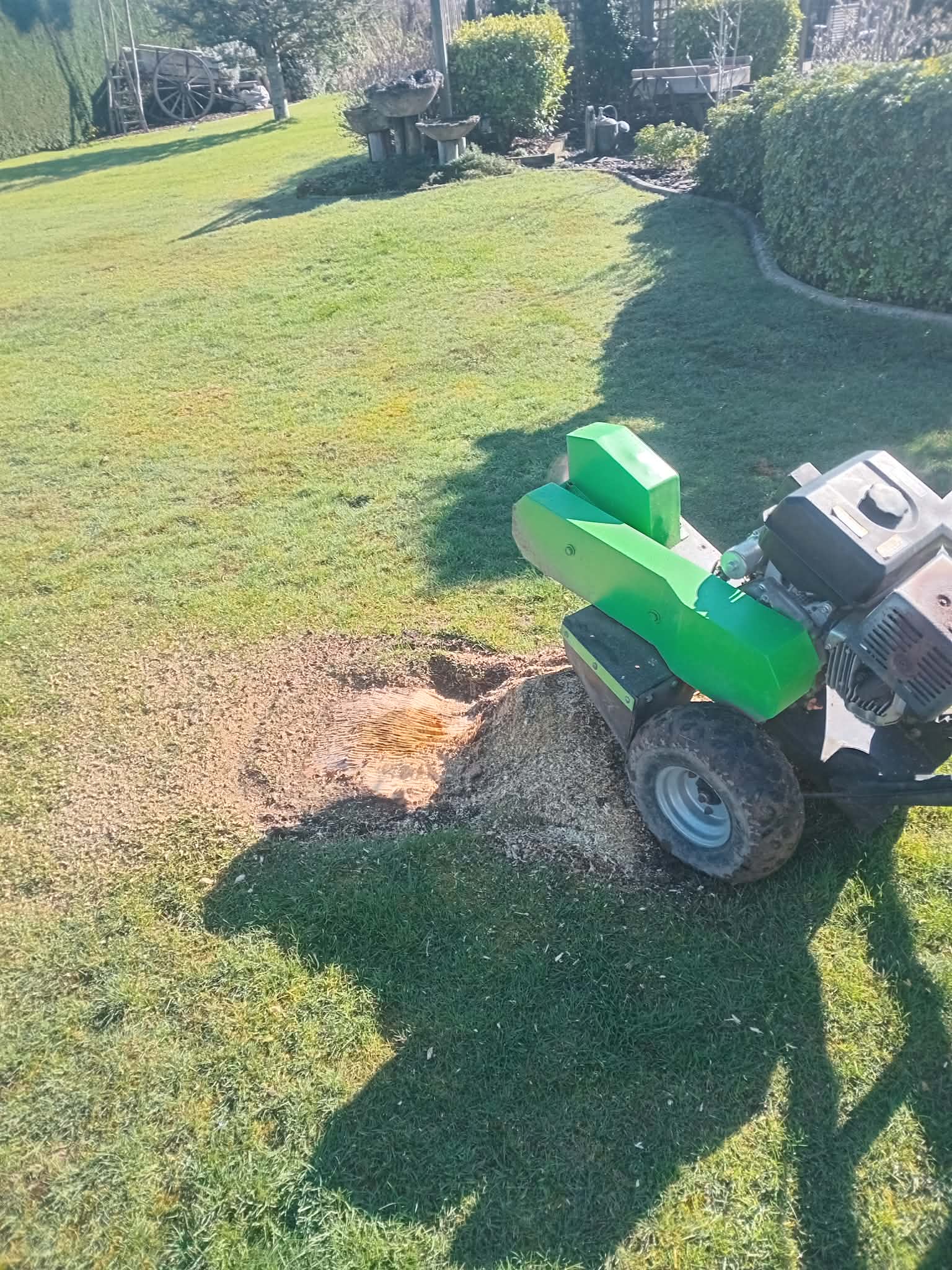 Job 2 before stump and root work